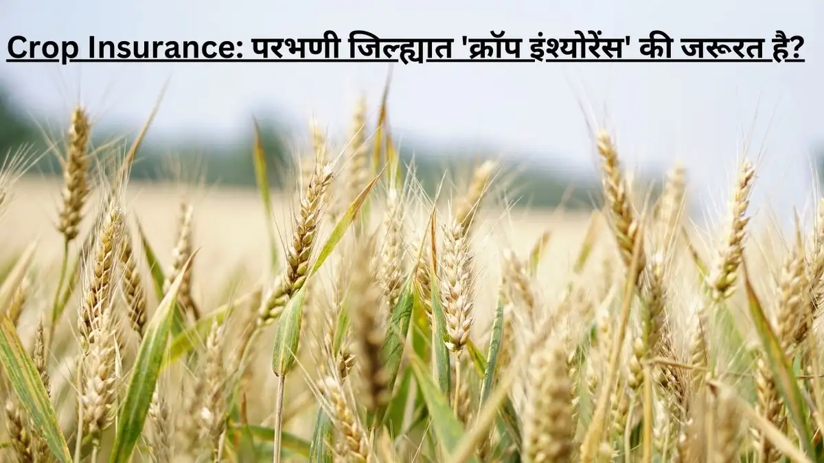 Crop Insurance परभणी जिल्ह्यात 'क्रॉप इंश्योरेंस'