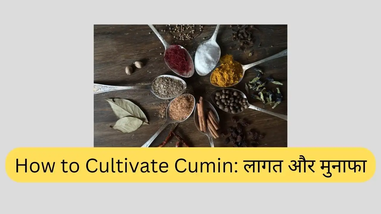 How to Cultivate Cumin लागत और मुनाफा