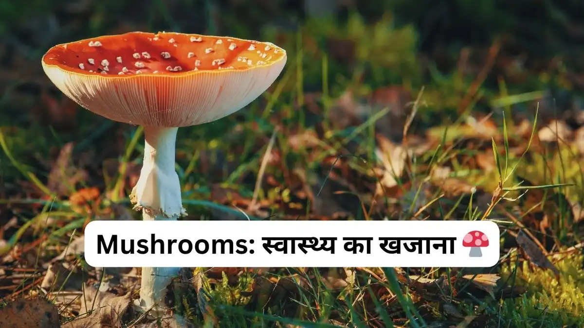 Mushrooms स्वास्थ्य का खजाना 🍄